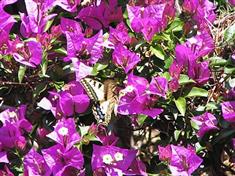 Bougainvillée "repens"
