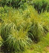 Molinie bleue 'transparent'