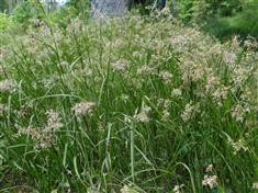 Luzule des bois 'Hohe Tatra'